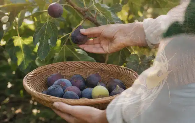 Hand pflückt eine reife Feige über einem flachen Korb mit Früchten; Thema Brombeeren, Schwerpunkt Balkongarten; Kontrolle.