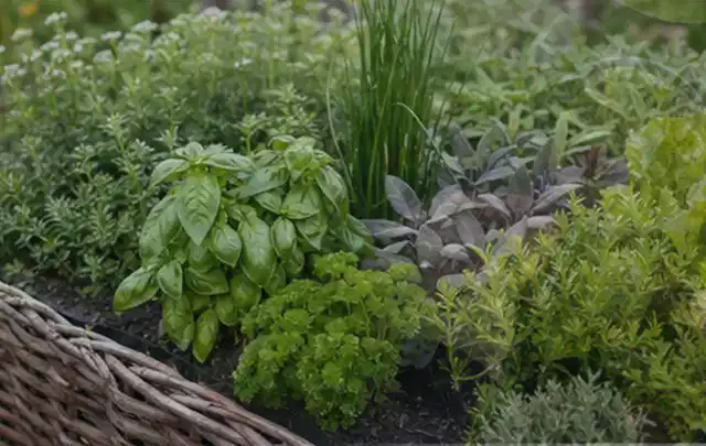 Dichtes Hochbeet mit Basilikum Schnittlauch Petersilie Salbei und weiteren Küchenkräutern; Thema Brombeeren, Schwerpunkt Balkongarten; Ergebnis.