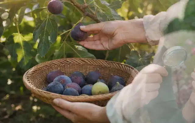 Hand pflückt eine reife Feige über einem flachen Korb mit Früchten; Thema Brombeeren, Schwerpunkt Bewässerung; Ausgangslage.
