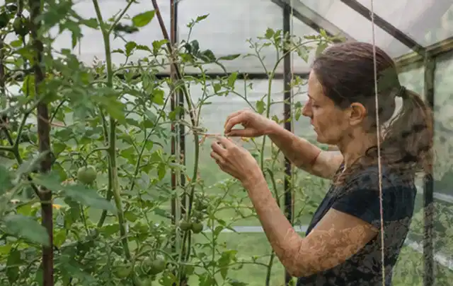 Person bindet junge Tomatentriebe in einem privaten Gewächshaus vorsichtig an; Thema Brombeeren, Schwerpunkt Bewässerung; Umsetzung.