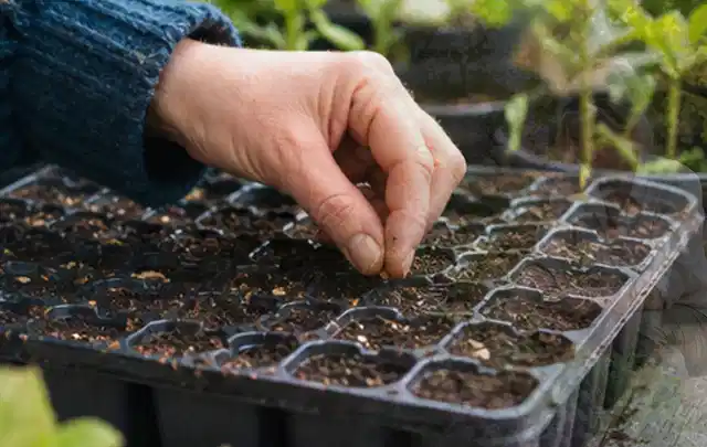 Hand legt einzelne Samen in vorbereitete Anzuchtschalen mit lockerer Erde; Thema Brombeeren, Schwerpunkt Bewässerung; Kontrolle.