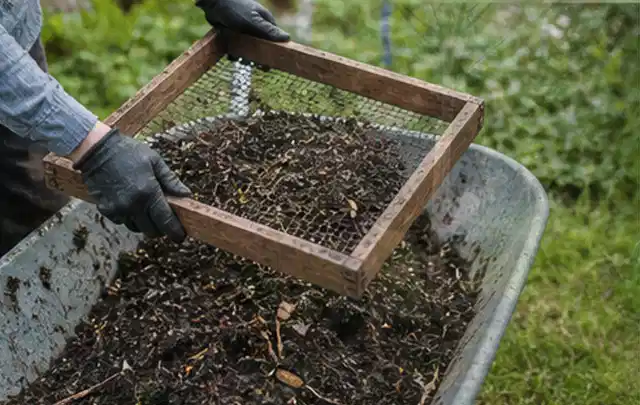 Behandschuhte Hände sieben reifen Kompost über einer Gartenschubkarre; Thema Brombeeren, Schwerpunkt Boden; Umsetzung.