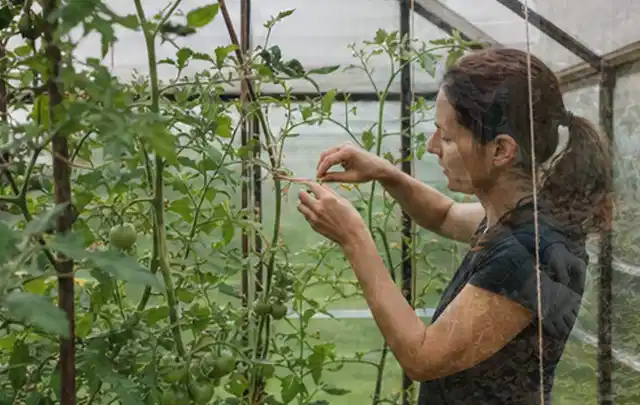 Person bindet junge Tomatentriebe in einem privaten Gewächshaus vorsichtig an; Thema Brombeeren, Schwerpunkt Boden; Ergebnis.