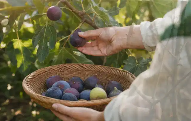 Hand pflückt eine reife Feige über einem flachen Korb mit Früchten; Thema Brombeeren, Schwerpunkt Boden; Praxisalltag.
