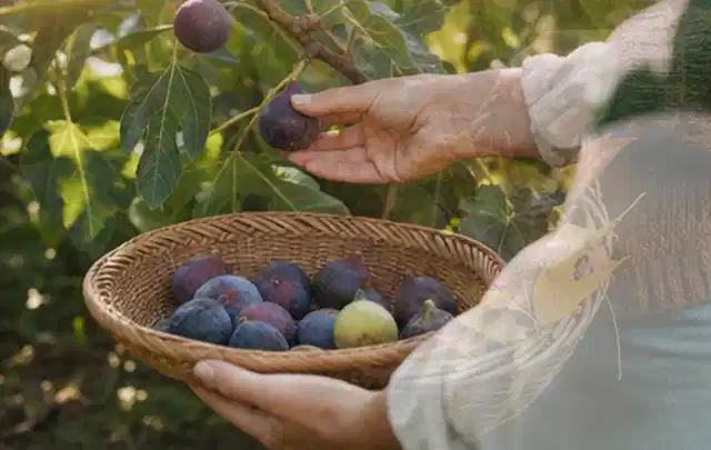Hand pflückt eine reife Feige über einem flachen Korb mit Früchten; Thema Brombeeren, Schwerpunkt Ernte; Ausgangslage.