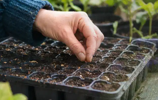 Hand legt einzelne Samen in vorbereitete Anzuchtschalen mit lockerer Erde; Thema Brombeeren, Schwerpunkt Ernte; Ergebnis.