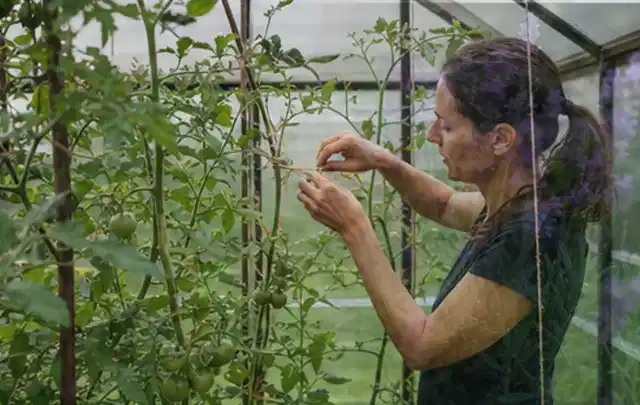 Person bindet junge Tomatentriebe in einem privaten Gewächshaus vorsichtig an; Thema Brombeeren, Schwerpunkt Ernteprobleme; Ausgangslage.
