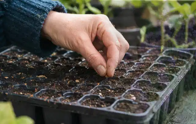 Hand legt einzelne Samen in vorbereitete Anzuchtschalen mit lockerer Erde; Thema Brombeeren, Schwerpunkt Fehlerhilfe; Umsetzung.