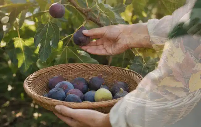 Hand pflückt eine reife Feige über einem flachen Korb mit Früchten; Thema Brombeeren, Schwerpunkt Gewächshaus; Umsetzung.