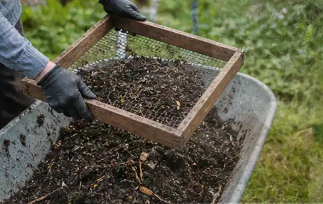 Behandschuhte Hände sieben reifen Kompost über einer Gartenschubkarre; Thema Brombeeren, Schwerpunkt Gewächshaus; Kontrolle.
