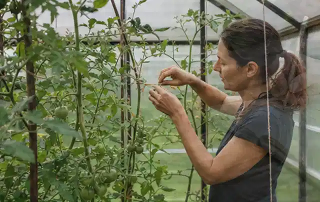 Person bindet junge Tomatentriebe in einem privaten Gewächshaus vorsichtig an; Thema Brombeeren, Schwerpunkt Hochbeet; Ausgangslage.