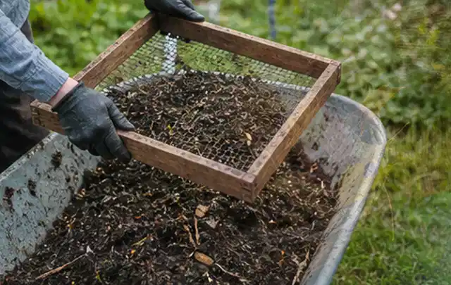 Behandschuhte Hände sieben reifen Kompost über einer Gartenschubkarre; Thema Brombeeren, Schwerpunkt Hochbeet; Kontrolle.