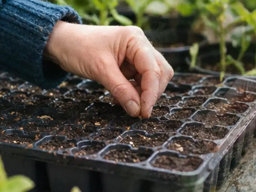 Hand legt einzelne Samen in vorbereitete Anzuchtschalen mit lockerer Erde; Thema Brombeeren, Schwerpunkt Nährstoffe; Titelbild.