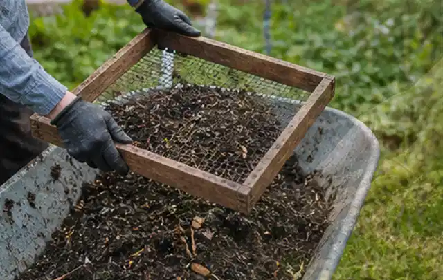 Behandschuhte Hände sieben reifen Kompost über einer Gartenschubkarre; Thema Brombeeren, Schwerpunkt Nährstoffe; Ausgangslage.
