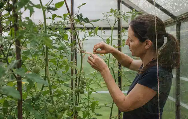 Person bindet junge Tomatentriebe in einem privaten Gewächshaus vorsichtig an; Thema Brombeeren, Schwerpunkt Nährstoffe; Kontrolle.