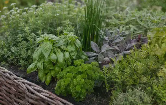 Dichtes Hochbeet mit Basilikum Schnittlauch Petersilie Salbei und weiteren Küchenkräutern; Thema Brombeeren, Schwerpunkt Nährstoffe; Praxisalltag.