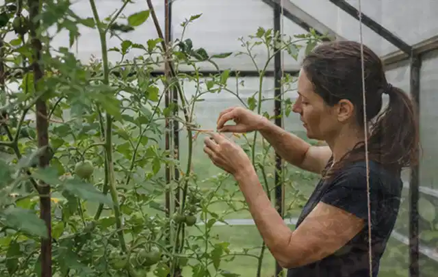 Person bindet junge Tomatentriebe in einem privaten Gewächshaus vorsichtig an; Thema Brombeeren, Schwerpunkt Obst; Umsetzung.