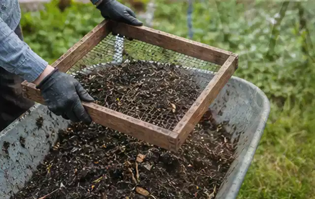 Behandschuhte Hände sieben reifen Kompost über einer Gartenschubkarre; Thema Brombeeren, Schwerpunkt Obst; Kontrolle.