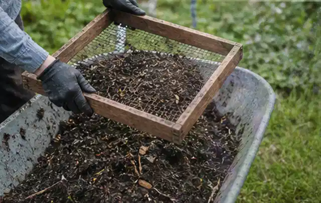 Behandschuhte Hände sieben reifen Kompost über einer Gartenschubkarre; Thema Brombeeren, Schwerpunkt Pflanzung; Praxisalltag.
