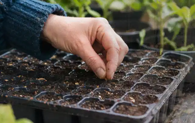 Hand legt einzelne Samen in vorbereitete Anzuchtschalen mit lockerer Erde; Thema Brombeeren, Schwerpunkt Saisonkalender; Umsetzung.