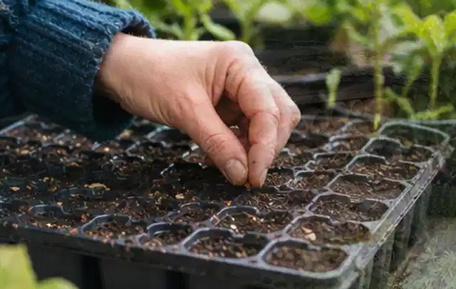 Hand legt einzelne Samen in vorbereitete Anzuchtschalen mit lockerer Erde; Thema Brombeeren, Schwerpunkt Schnitt; Kontrolle.