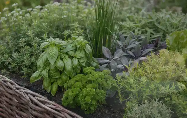 Dichtes Hochbeet mit Basilikum Schnittlauch Petersilie Salbei und weiteren Küchenkräutern; Thema Brombeeren, Schwerpunkt Schnitt; Ergebnis.