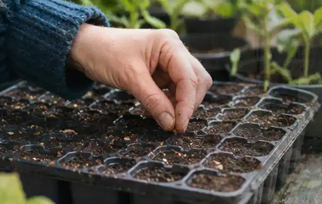 Hand legt einzelne Samen in vorbereitete Anzuchtschalen mit lockerer Erde; Thema Brombeeren, Schwerpunkt Sortenwahl; Praxisalltag.