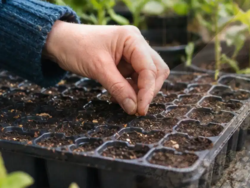 Hand legt einzelne Samen in vorbereitete Anzuchtschalen mit lockerer Erde; Thema Brombeeren, Schwerpunkt Standort; Titelbild.