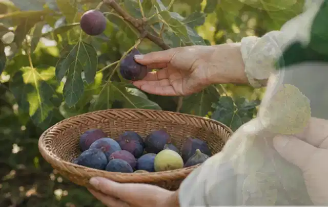 Hand pflückt eine reife Feige über einem flachen Korb mit Früchten; Thema Brombeeren, Schwerpunkt Standort; Umsetzung.