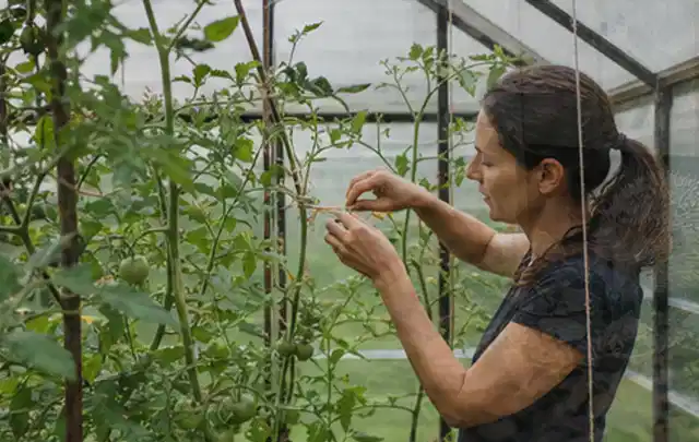 Person bindet junge Tomatentriebe in einem privaten Gewächshaus vorsichtig an; Thema Brombeeren, Schwerpunkt Standort; Praxisalltag.