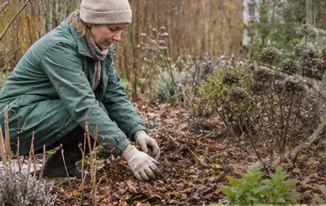Person verteilt eine schützende Mulchschicht zwischen winterlichen Stauden; Thema Dahlien, Schwerpunkt Bewässerung; Ausgangslage.