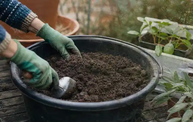 Behandschuhte Hände bereiten lockere Pflanzerde in einem großen Kübel vor; Thema Dahlien, Schwerpunkt Blumen; Ausgangslage.