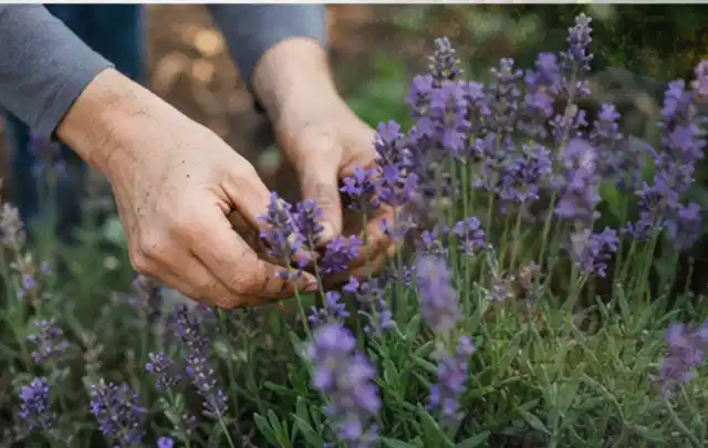 Hände pflegen blühenden Lavendel in einem natürlich angelegten Gartenbeet; Thema Dahlien, Schwerpunkt Blumen; Ergebnis.