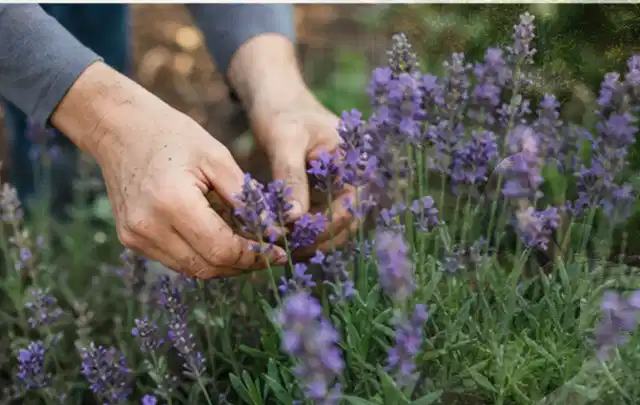 Hände pflegen blühenden Lavendel in einem natürlich angelegten Gartenbeet; Thema Dahlien, Schwerpunkt Boden; Ausgangslage.