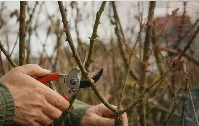Hände schneiden einen älteren Rosenstrauch mit einer sauberen Gartenschere; Thema Dahlien, Schwerpunkt Boden; Umsetzung.