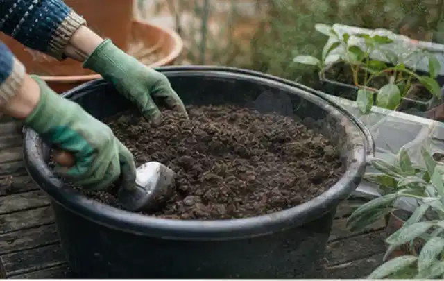 Behandschuhte Hände bereiten lockere Pflanzerde in einem großen Kübel vor; Thema Dahlien, Schwerpunkt Boden; Kontrolle.