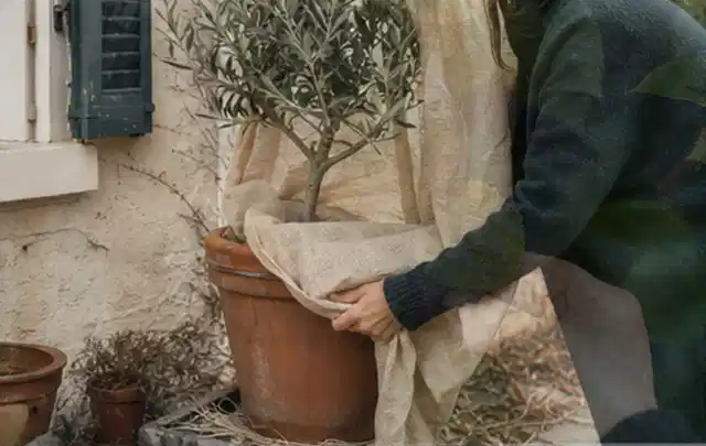 Person umhüllt eine mediterrane Kübelpflanze mit atmungsaktivem Winterschutz; Thema Dahlien, Schwerpunkt Boden; Ergebnis.