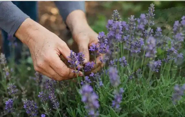 Hände pflegen blühenden Lavendel in einem natürlich angelegten Gartenbeet; Thema Dahlien, Schwerpunkt Düngung; Ausgangslage.