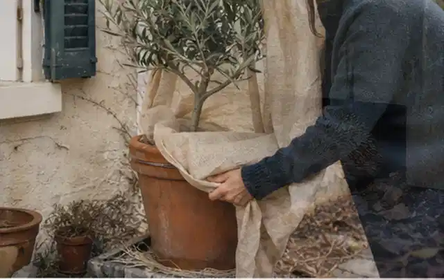 Person umhüllt eine mediterrane Kübelpflanze mit atmungsaktivem Winterschutz; Thema Dahlien, Schwerpunkt Düngung; Kontrolle.