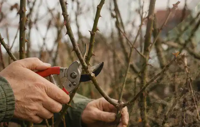Hände schneiden einen älteren Rosenstrauch mit einer sauberen Gartenschere; Thema Dahlien, Schwerpunkt Fehlerhilfe; Praxisalltag.