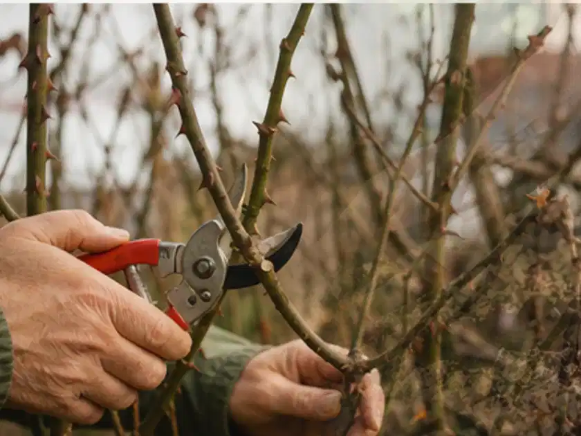 Hände schneiden einen älteren Rosenstrauch mit einer sauberen Gartenschere; Thema Dahlien, Schwerpunkt Gartenpraxis; Titelbild.