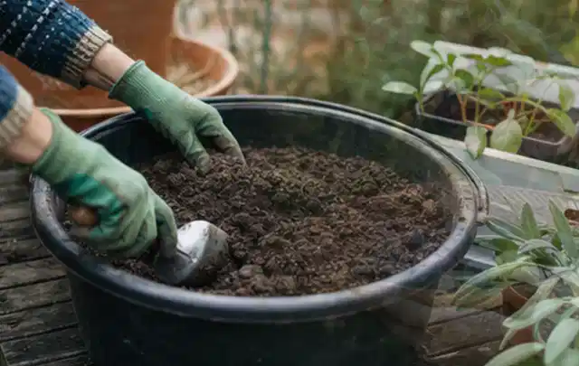 Behandschuhte Hände bereiten lockere Pflanzerde in einem großen Kübel vor; Thema Dahlien, Schwerpunkt Gartenpraxis; Ergebnis.