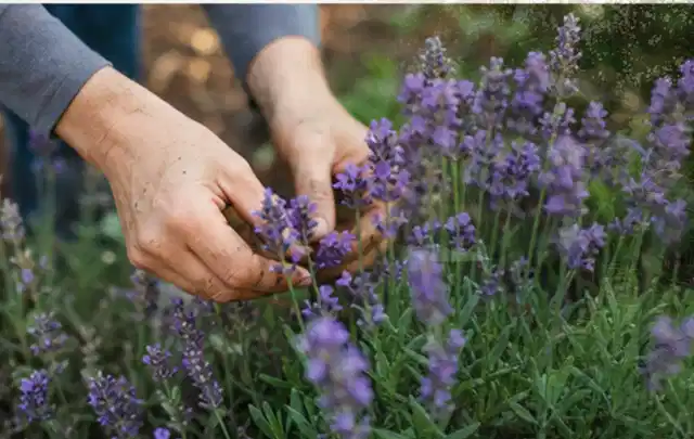 Hände pflegen blühenden Lavendel in einem natürlich angelegten Gartenbeet; Thema Dahlien, Schwerpunkt Gartenpraxis; Praxisalltag.
