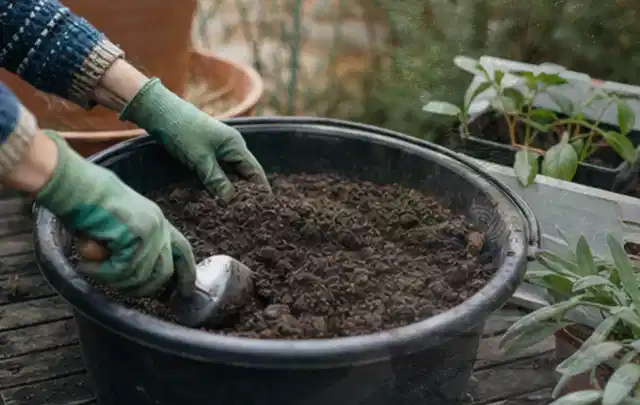 Behandschuhte Hände bereiten lockere Pflanzerde in einem großen Kübel vor; Thema Dahlien, Schwerpunkt Jahrespflege; Ausgangslage.
