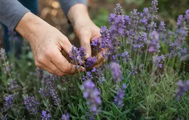 Hände pflegen blühenden Lavendel in einem natürlich angelegten Gartenbeet; Thema Dahlien, Schwerpunkt Kaufberatung; Ergebnis.