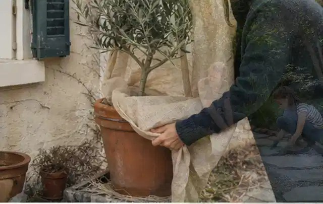 Person umhüllt eine mediterrane Kübelpflanze mit atmungsaktivem Winterschutz; Thema Dahlien, Schwerpunkt Kaufberatung; Praxisalltag.