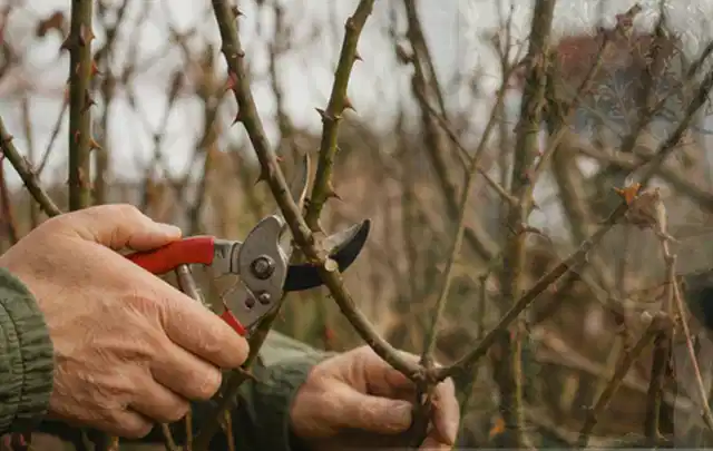 Hände schneiden einen älteren Rosenstrauch mit einer sauberen Gartenschere; Thema Dahlien, Schwerpunkt Pflanzengesundheit; Ausgangslage.