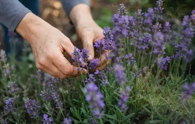 Hände pflegen blühenden Lavendel in einem natürlich angelegten Gartenbeet; Thema Dahlien, Schwerpunkt Pflanzengesundheit; Umsetzung.