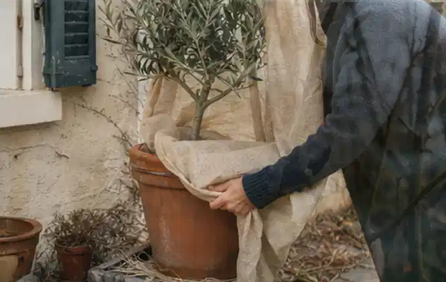 Person umhüllt eine mediterrane Kübelpflanze mit atmungsaktivem Winterschutz; Thema Dahlien, Schwerpunkt Pflanzenschutz; Ausgangslage.