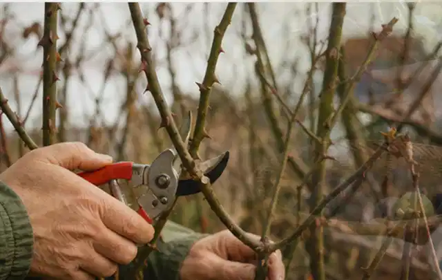 Hände schneiden einen älteren Rosenstrauch mit einer sauberen Gartenschere; Thema Dahlien, Schwerpunkt Pflanzpartner; Ergebnis.